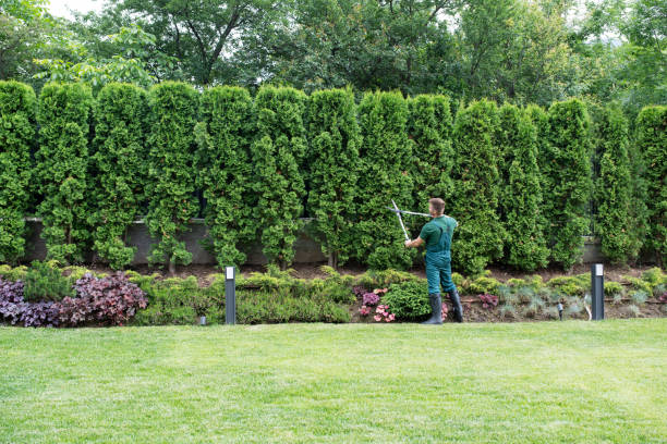 Best Lawn Drainage Solutions  in Lincoln Village, CA