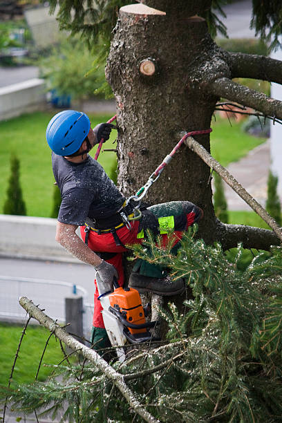 Best Palm Tree Trimming  in Lincoln Village, CA