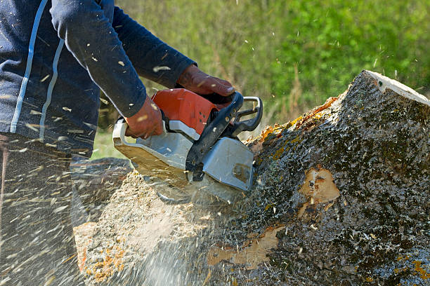 Best Tree Preservation Services  in Lincoln Village, CA
